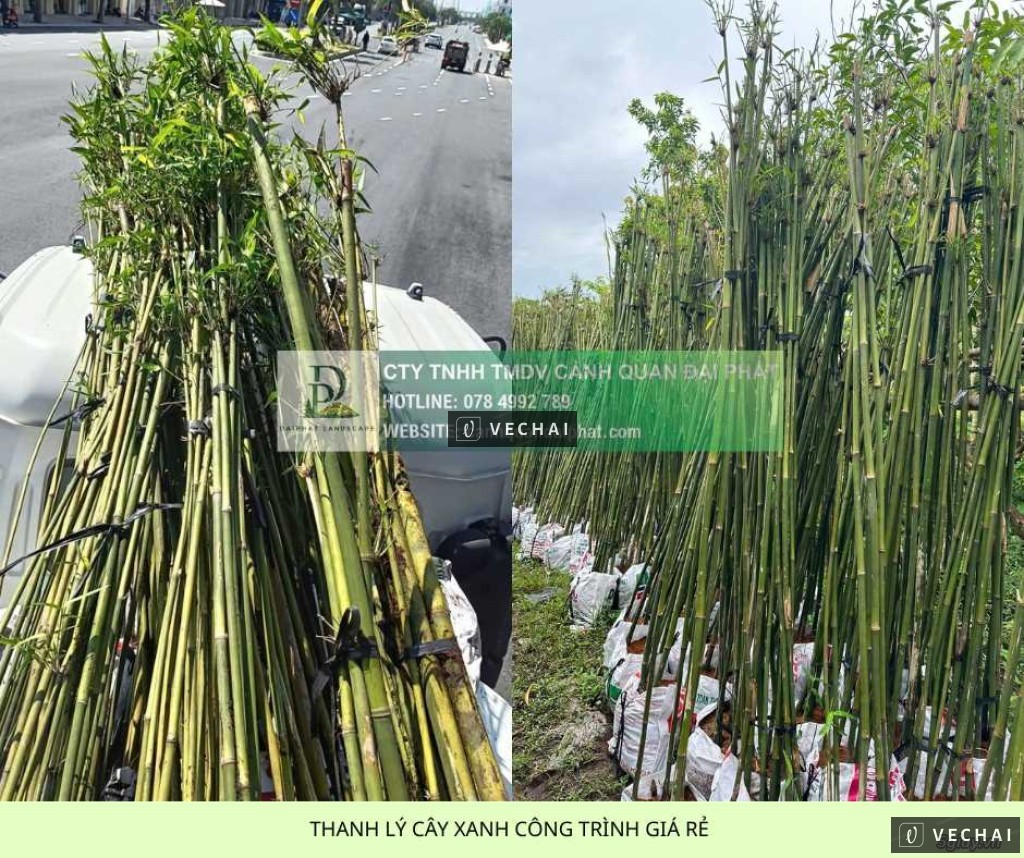 THANH LÝ CÂY XANH CÔNG TRÌNH GIÁ RẺ TẠI ĐỒNG NAI