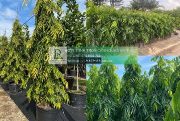 THANH LÝ CÂY XANH CÔNG TRÌNH GIÁ RẺ TẠI ĐỒNG NAI