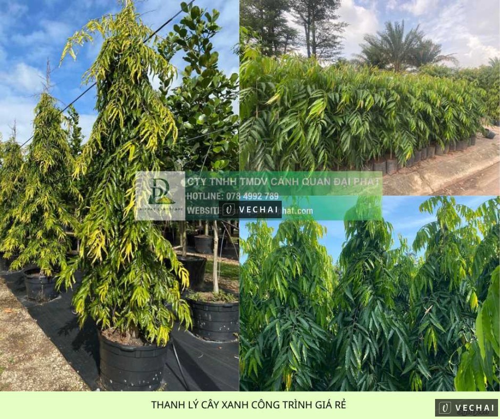 THANH LÝ CÂY XANH CÔNG TRÌNH GIÁ RẺ TẠI ĐỒNG NAI