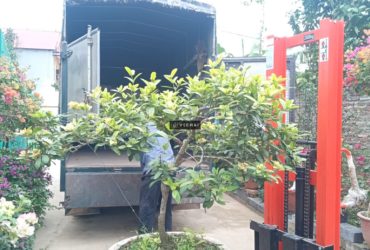 Bán xe nâng cây cảnh taị Hà Nội
