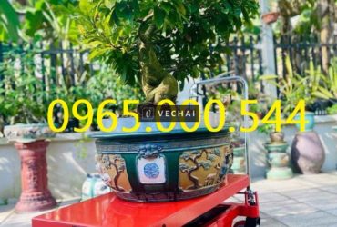 Báo giá xe nâng vận chuyển cây cảnh mới nhất